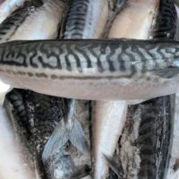 Box of Mackerel Titus