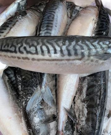 Box of Mackerel Titus