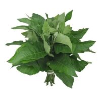 Fresh Bitter Leaf
